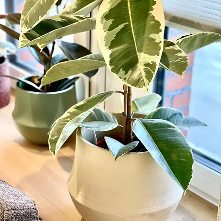 Дом отдыха Le Quartier General Des Amis